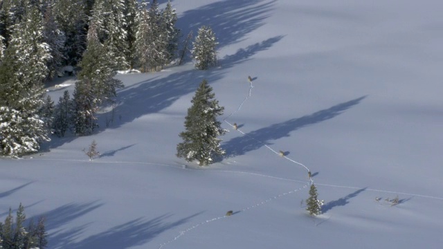 美国黄石公园，灰狼穿越雪地上空的空中轨迹视频素材