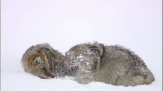 美国黄石公园，野狼在雪地里打架视频素材