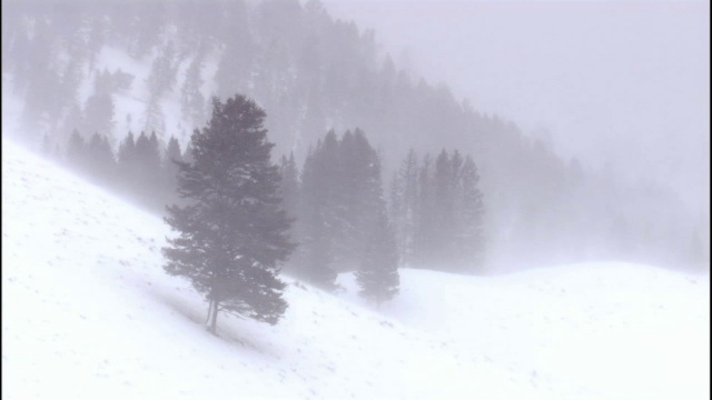 美国黄石公园，雪灾期间山坡上的树木视频素材