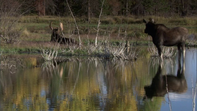 一对麋鹿(Alces Alces)倒映在湖中，黄石，美国视频素材