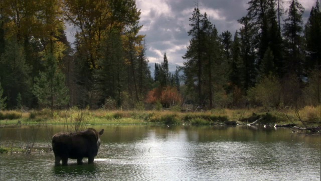 驼鹿(Alces Alces)吃湖里的海藻，黄石，美国视频素材