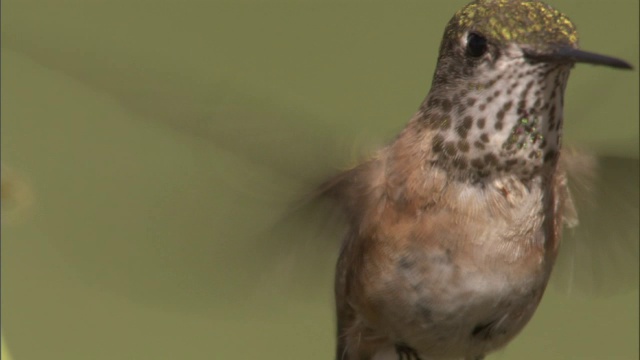 美国黄石公园，雌蜂鸟(Stellula Calliope)以花为食视频素材