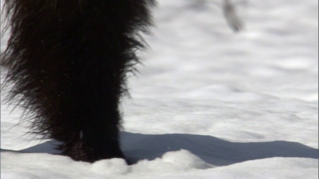 美国黄石公园，灰熊(Ursus arctos)在雪地里跋涉视频素材