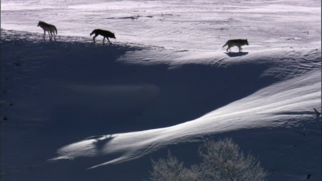 灰狼(犬类狼犬)穿过雪脊，黄石，美国视频素材