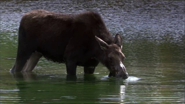 驼鹿(Alces Alces)吃湖里的海藻，黄石，美国视频素材