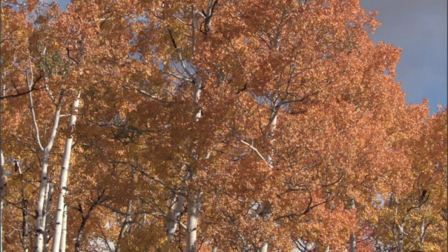 秋天颜色的白杨树(杨树颤栗)，黄石，美国视频素材