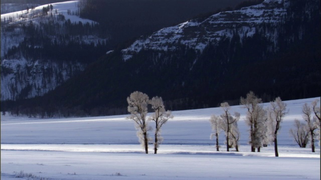 山，树和雪，黄石，美国视频素材