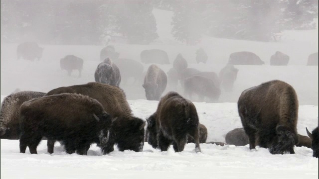 美国黄石公园，一群野牛在暴风雪中吃草视频素材