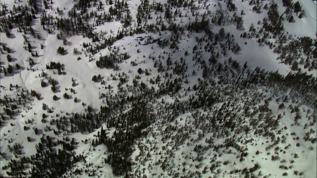 美国黄石公园，白雪覆盖的森林山丘上的空中轨道视频素材