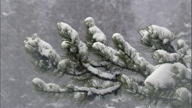 雪花落在森林，黄石，美国视频素材