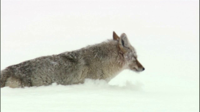 美国黄石公园，郊狼(犬科犬)在深雪中跋涉视频素材