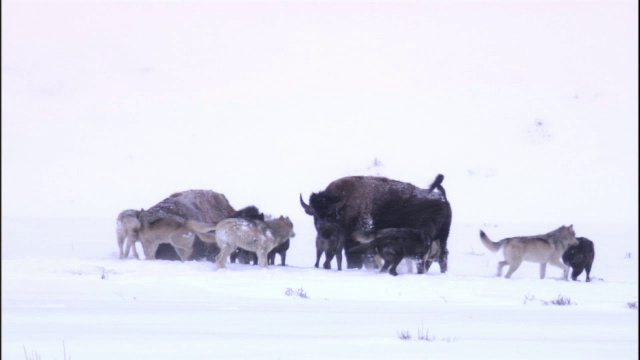 美国黄石公园，在暴风雪中，野牛追逐灰狼视频素材