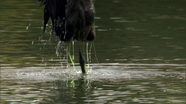 驼鹿(Alces Alces)吃湖里的海藻，黄石，美国视频素材