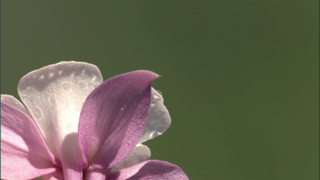 雄性蜂鸟(星形蜂鸟)，黄石公园，美国视频素材