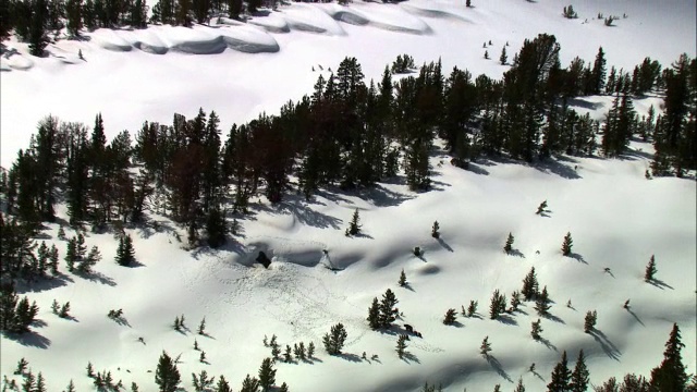 美国黄石公园，空中拍摄灰熊和熊仔在雪景上的飞行轨迹视频素材