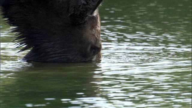 驼鹿(Alces Alces)吃湖里的海藻，黄石，美国视频素材