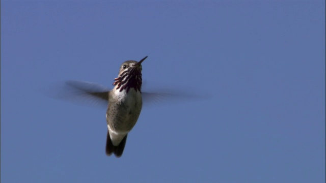 美国黄石公园，雄性蜂鸟(Stellula Calliope)盘旋视频素材