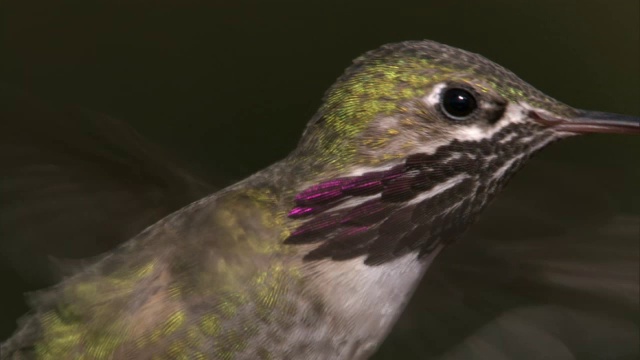 美国黄石公园，雄性蜂鸟(Stellula Calliope)以花为食视频素材