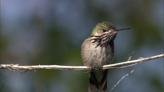 雄性蜂鸟(Stellula Calliope)从美国黄石公园的分支起飞视频素材