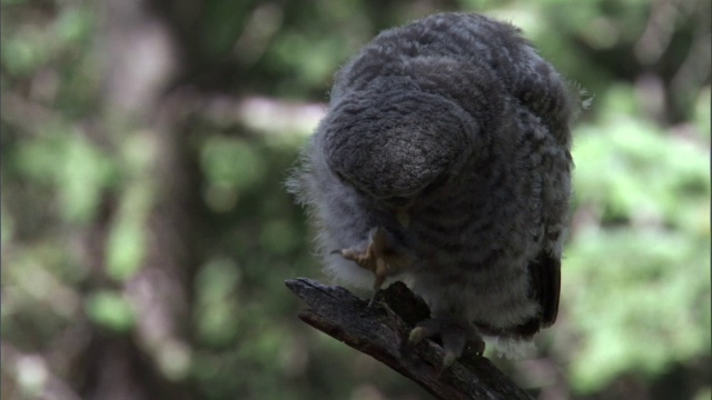 大灰猫头鹰(Strix nebulosa)雏鸟在森林里用喙梳理，黄石，美国视频素材