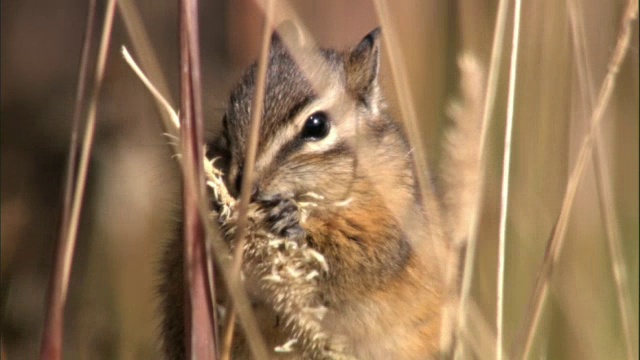 美国黄石公园，花栗鼠(Tamius minimus)以草籽头为食视频素材