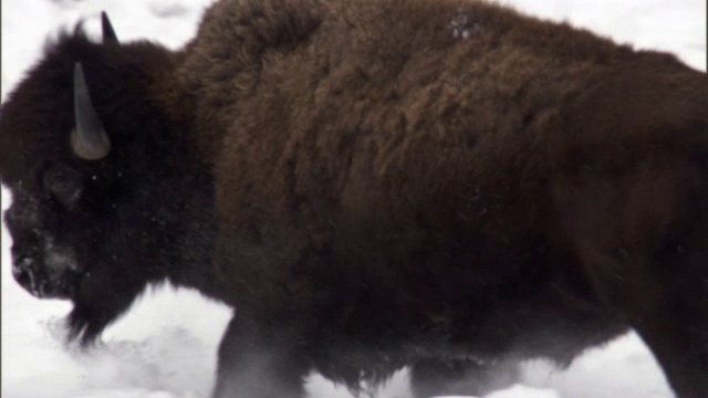 美国黄石公园，野牛在深雪中奔跑发情视频素材