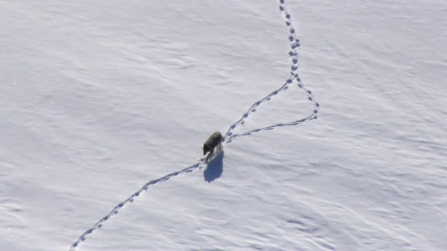 美国黄石公园，灰狼穿过雪地上空的航拍视频素材