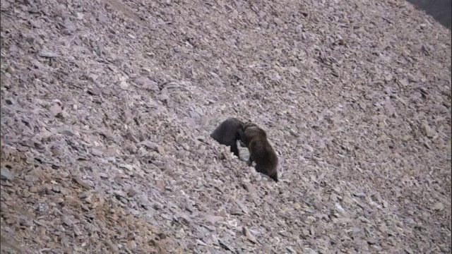 美国黄石国家公园，灰熊(Ursus arctos)打架并滚下碎石坡视频素材