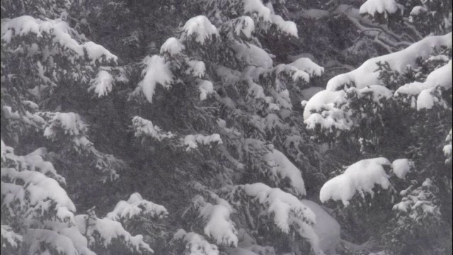 雪花落在森林，黄石，美国视频素材