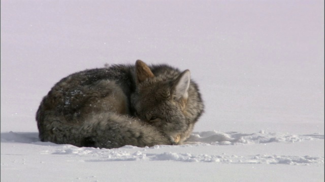 郊狼(犬属lutrans)休息在雪地上，黄石，美国视频素材