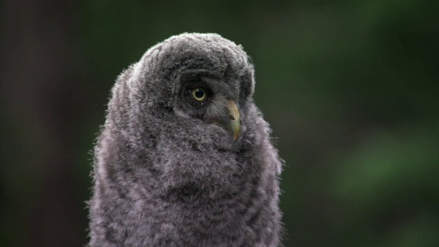 大灰猫头鹰(Strix nebulosa)雏在森林，黄石，美国视频素材