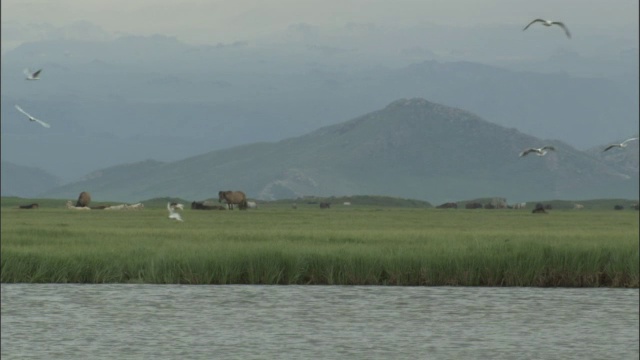 在巴音布鲁克草原上，黑头海鸥在湖面上盘旋，马在背后。视频素材