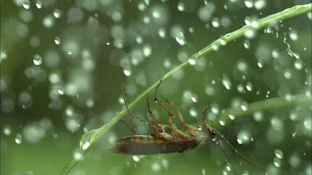 雨天在森林里蟑螂从带露珠的叶子上掉下来的景象视频素材