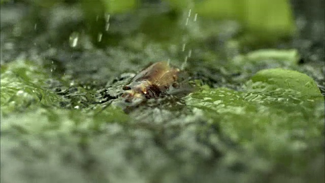 雨天蟑螂在森林里坠落的景象视频素材