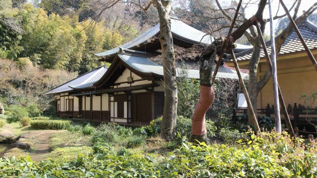 日本镰仓的醉仙寺，有部分岩石花园和树木视频素材