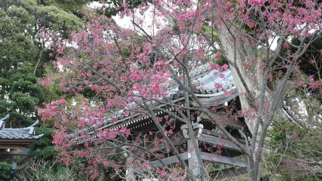 日本镰仓，整洁的日本花园，有各种各样的开花树木和灌木视频素材