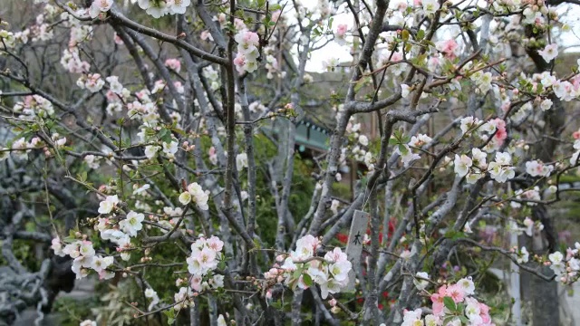 日本镰仓，整齐的日本花园中，白色和玫瑰盛开的树枝视频素材