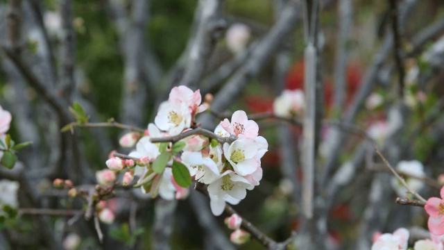 日本镰仓，整齐的日本花园中，白色和玫瑰盛开的树枝视频素材