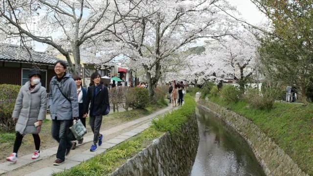 日本游客在日本京都欣赏樱花视频素材