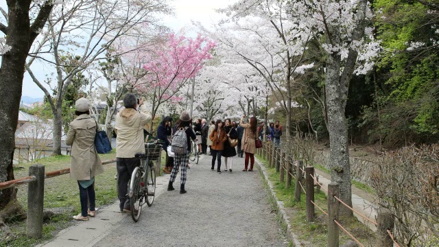 日本游客在日本京都欣赏樱花视频素材