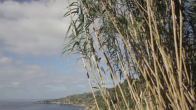 葡萄牙阿科雷斯圣米格尔视频素材