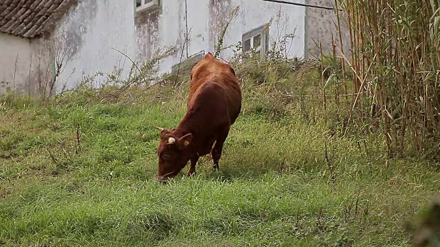 葡萄牙阿科雷斯圣米格尔视频素材