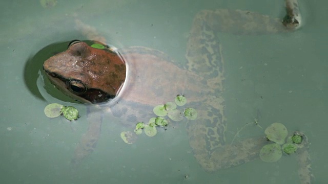 青蛙在池塘里视频素材