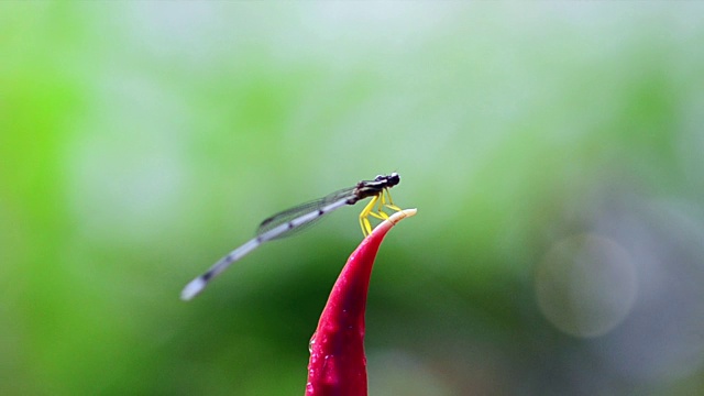 蜻蜓视频素材