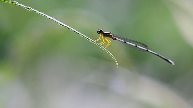 蜻蜓视频素材