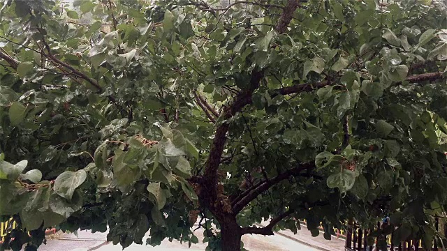 花园里的树在一场雨中视频素材