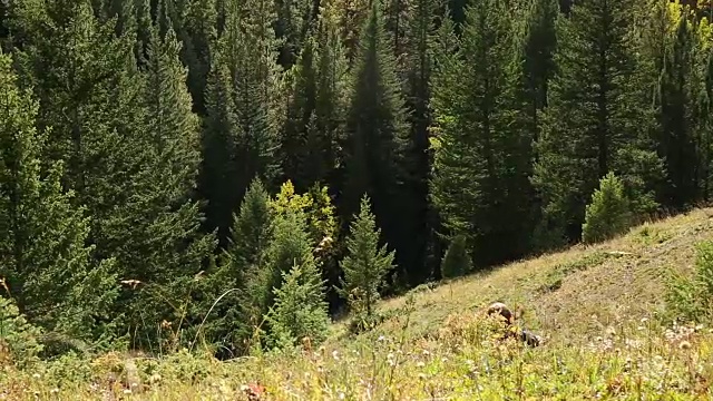 小男孩从陡峭的山坡上跑下来，奔向森林覆盖的山脊视频素材