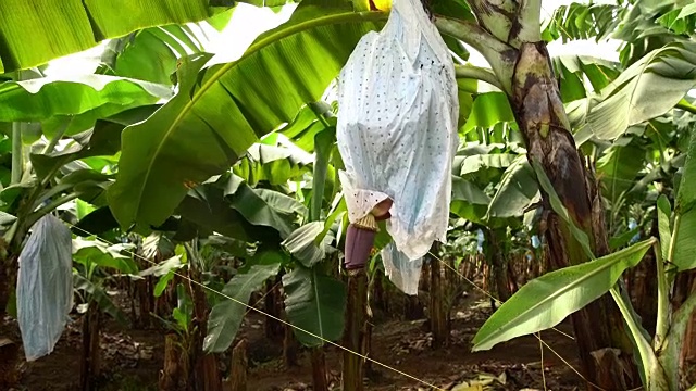 在哥斯达黎加种植香蕉树视频素材