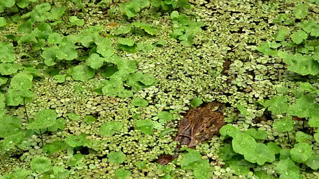 水生植物中的鳄鱼视频素材