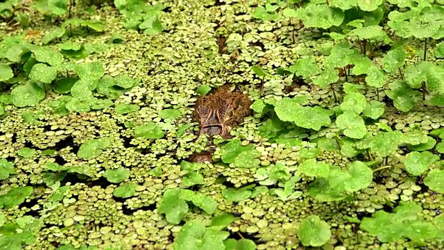 鳄鱼探出水面视频素材